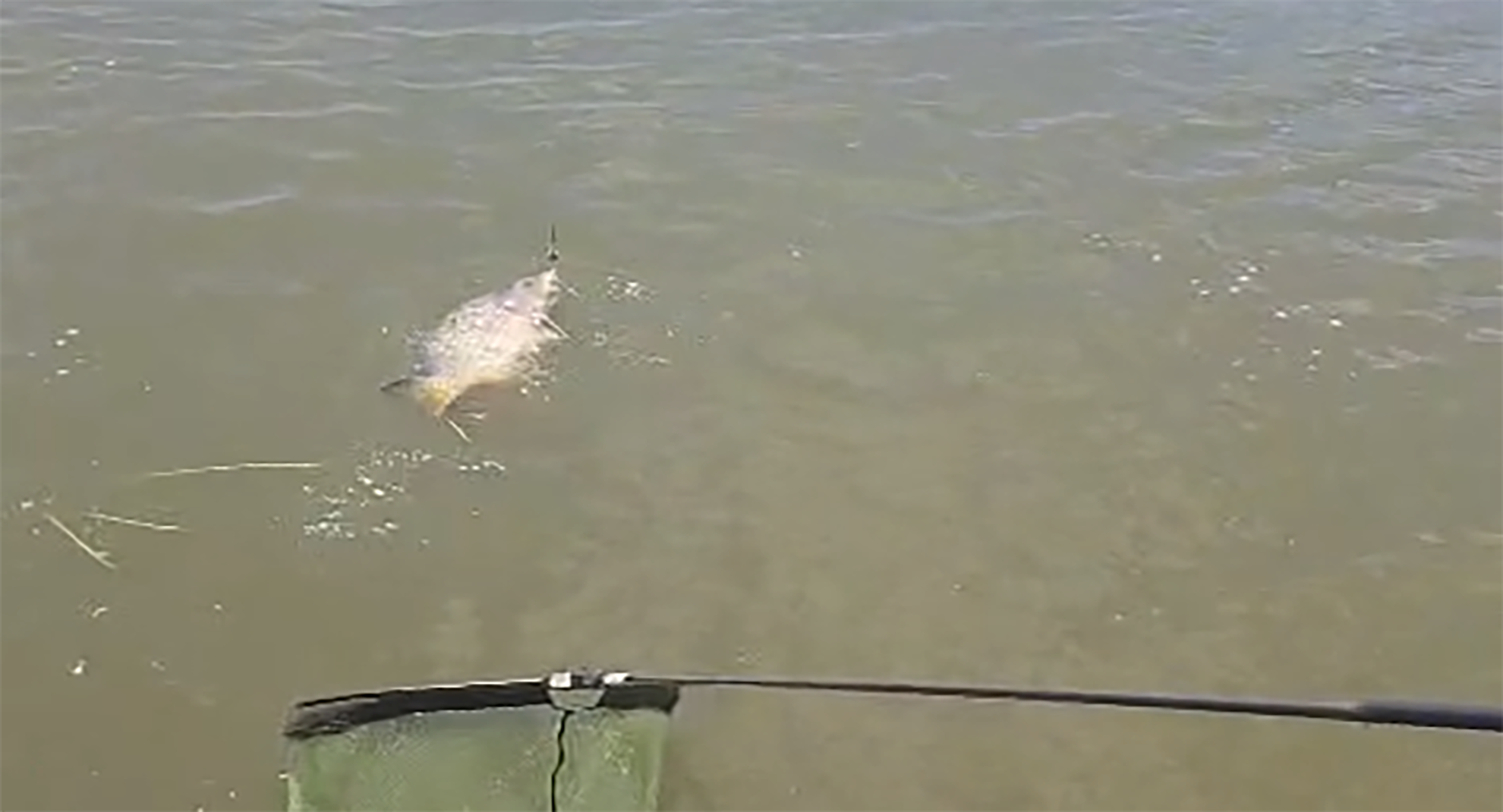 Braila Prietenie - Carp Lake Sapunari - 10 - 12 iulie 2026